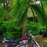 駐車