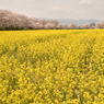 菜の花と桜