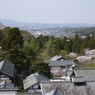 桜と鹿 #8