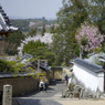桜と鹿 #9