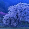 日の出前の又兵衛桜Ⅰ