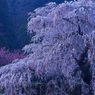 日の出前の又兵衛桜Ⅱ