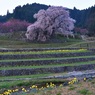 日の出直後の又兵衛桜