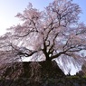 又兵衛桜の幹はⅡ