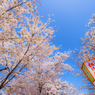 ～京都 桜　円山公園～