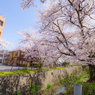 ～京都 桜　哲学の道～