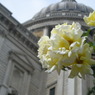 flowers,back:St Paul's Cathedral