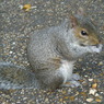 squirrel