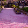 桜ロード