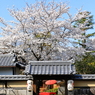 南禅寺門前の老舗の桜