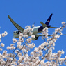 「良い空～」さくらとFedEx 777-FS2飛び立ちです