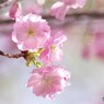 八重紅大島咲くラ～③