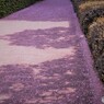 桜色のシルエット、、、。