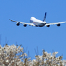 「良い空～」　桜咲く✈ジャンボ機・飛び立ちです✈