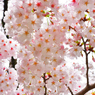 桜花