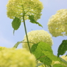 見上げ紫陽花
