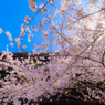 ～京都 桜　知恩院～