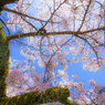 ～京都 桜　知恩院～