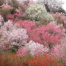 花見山の春
