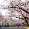 桜の散歩道