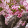 桜色Ⅱ