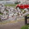桜と赤い車