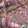 満開の桜を見て