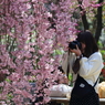 花のような人　～枝垂れ桜とカメラ女子～
