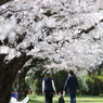 桜並木の家族