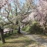 幸田の桜
