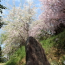 幸田の桜