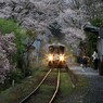 桜のトンネル2