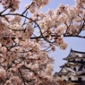 桜花彦根城