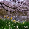 堀端の花