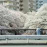 spring for tokyoites 2018