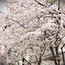 桜・街