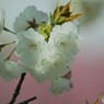 白妙咲くラ～ⅱ
