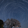 夜桜星景