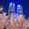 ピンクの桜と蒼い都庁〜18年ver