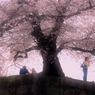 花宴