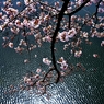 花光　Ⅱ