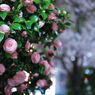 Pink Camellia & cherry blossom