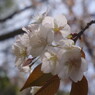 春暖　山桜　Ⅱ