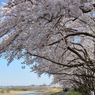 桜・多摩川#1