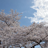 桜・多摩川#2