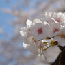 桜・多摩川#3