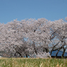 桜・多摩川#4