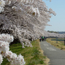 桜・多摩川#5