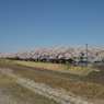 桜・多摩川#6
