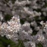 桜・多摩川#7